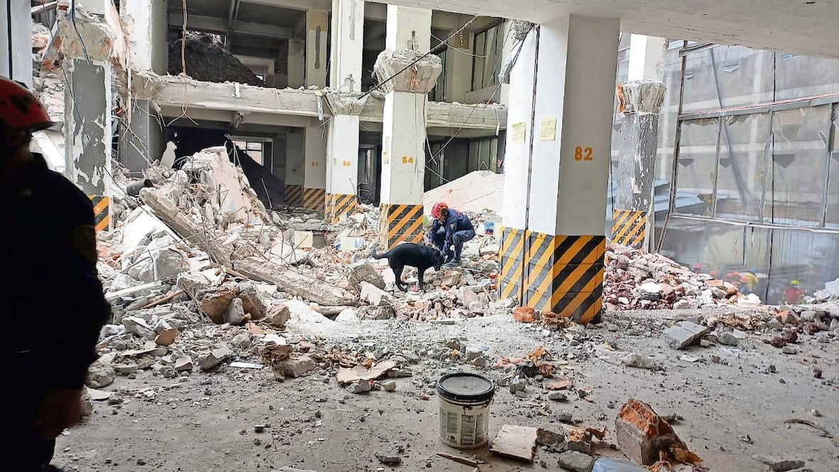 Togo, el binomio canino de los bomberos, participó en los trabajos de rescate en San Antonio Abad. Foto: Especial