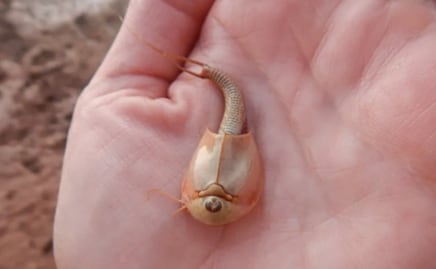 Hallan "camarones dinosaurio" de tres ojos tras lluvias en Arizona