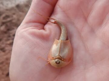 Hallan "camarones dinosaurio" de tres ojos tras lluvias en Arizona