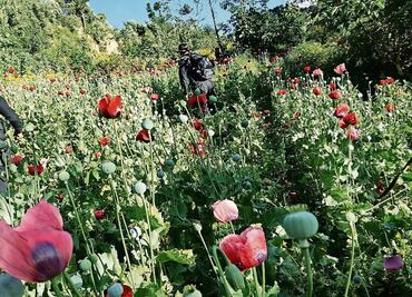 EU ofrece financiar lucha de México contra la amapola: funcionario