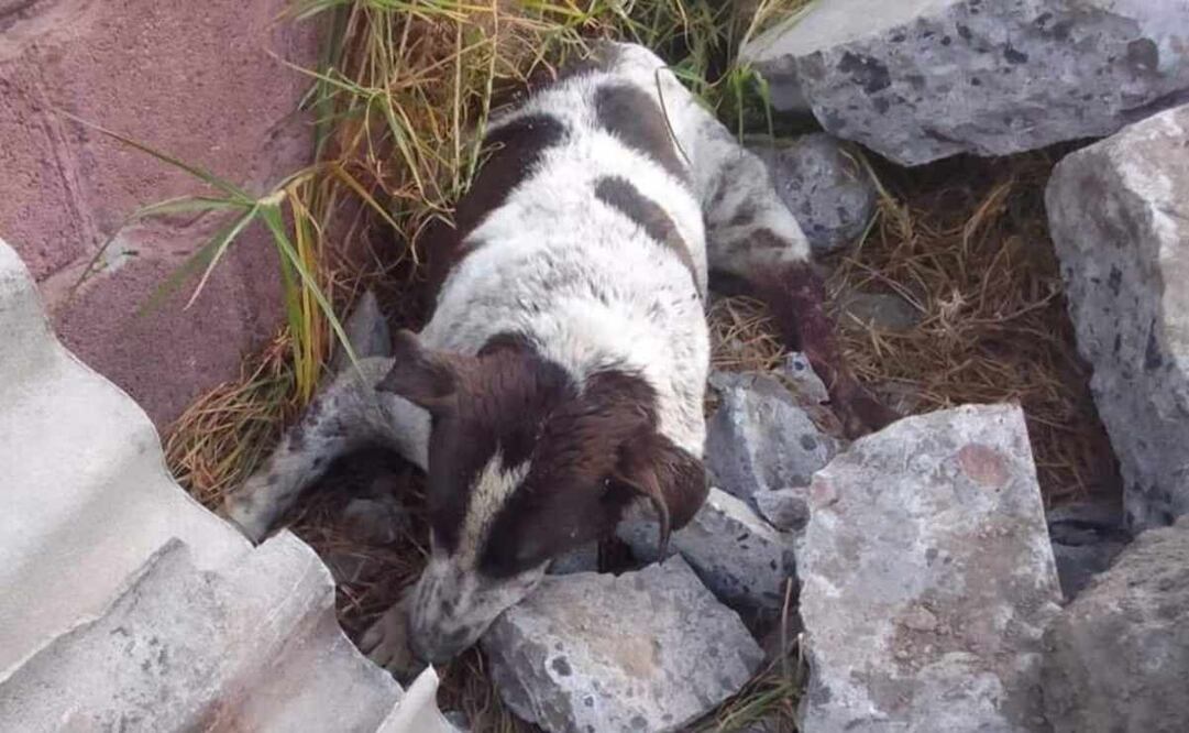 “Manchas” el can al que el animal de ataque sometió y mordió en la cabeza, estómago y cuello, de acuerdo a un video difundido en redes sociales. Foto: Especial