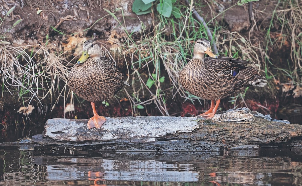 
Las aves se están integrando al ecosistema de Xochimilco; “ven condiciones para la crianza y alimentación” , señaló Pamela de la Cruz. Foto: Gabriel Pano/ EL UNIVERSAL