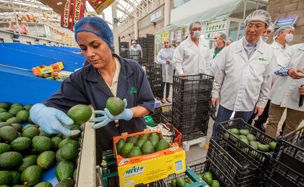 ​Llegará aguacate de Jalisco a China