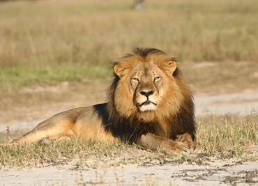 A juicio, dos por cacería del león Cecil