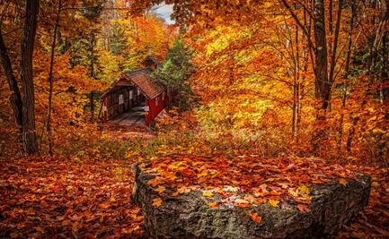Por qué en otoño las hojas cambian de color