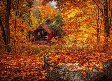 Por qué en otoño las hojas cambian de color