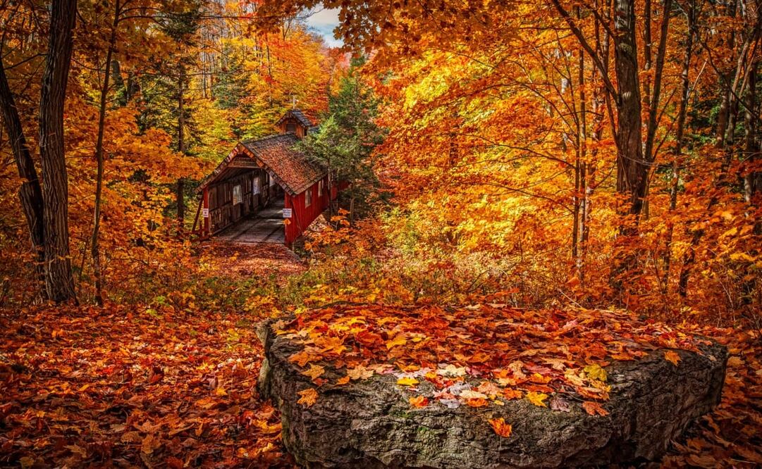 Los días frescos, secos y despejados son mejores para los colores del otoño. Foto: Unsplash. Dennis Buchner