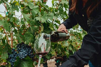 Tours y degustaciones de vino imperdibles en Querétaro