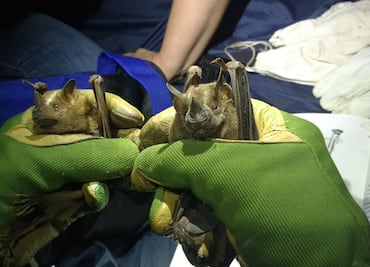 Buscan crear santuario para protección de murciélagos