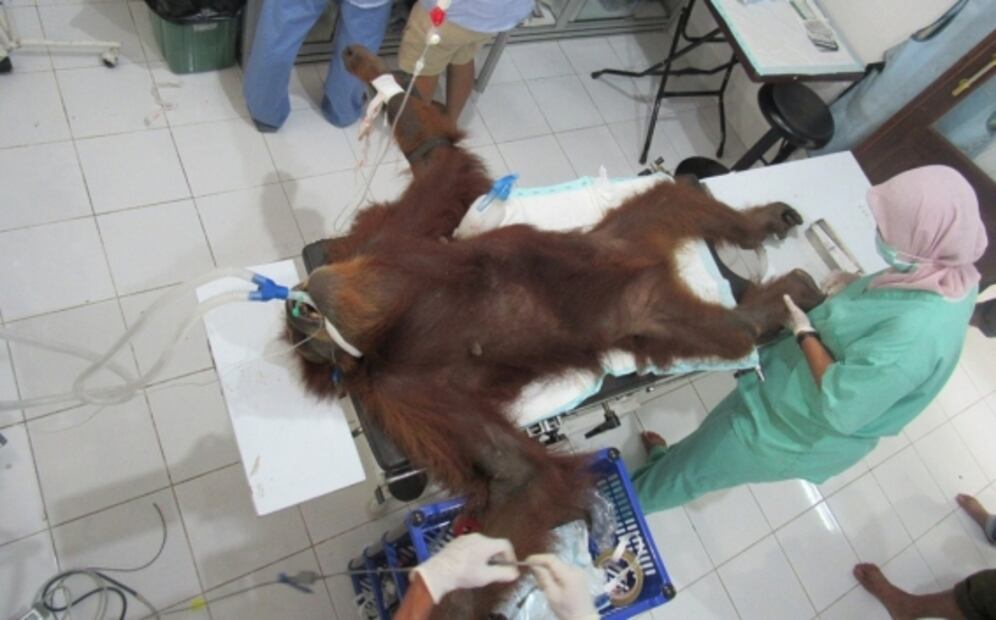 Rescatan a orangutana atacada con 74 disparos junto a su cría en Indonesia