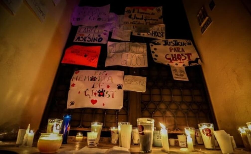 Localizan el cadáver de “Ghost”, perrito cruelmente asesinado en Coahuila