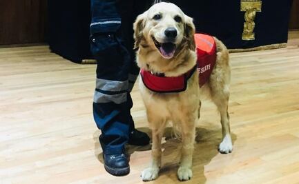 Muere Nalah, la perrita rescatista en el sismo del 19S; en redes la confunden con Frida 