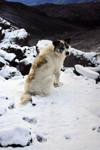 Celebran festival en honor a Citla, el perro guardían de la montaña