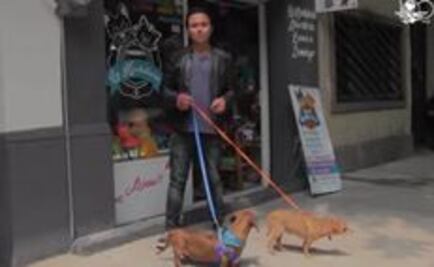 Alimentos para tu mascota, cuáles sí y cuáles no