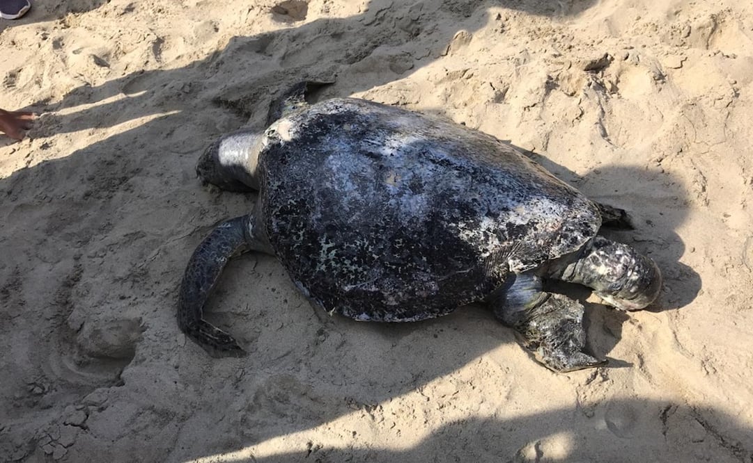 Foto: Fernando Miranda / EL UNIVERSAL