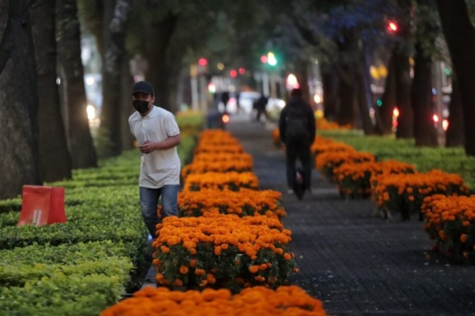 Inicia la plantación de 210 mil piezas de cempasúchil en vialidades primarias de la CDMX