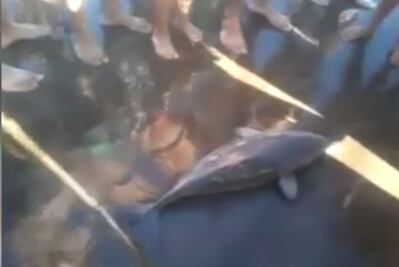 Muestran video del delfín que sacaron del mar para tomarle foto