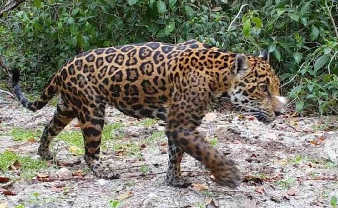 Aumenta población de jaguares en Yucatán (13/04/2025). Foto: Especial