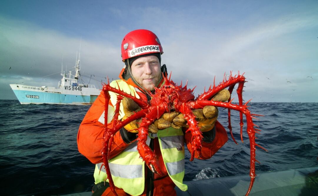 Un miembro de Greenpeace sostiene un gran cangrejo araña arrojado desde un barco que practicaba la pesca de arrastre, la más destructiva. Foto: EFE/Kate Davison, archivo