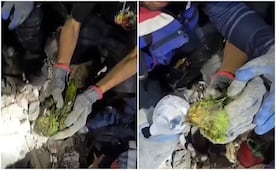 VIDEO: Loro sobrevive tras 9 días bajo escombros en Venezuela; momento del rescate se viraliza