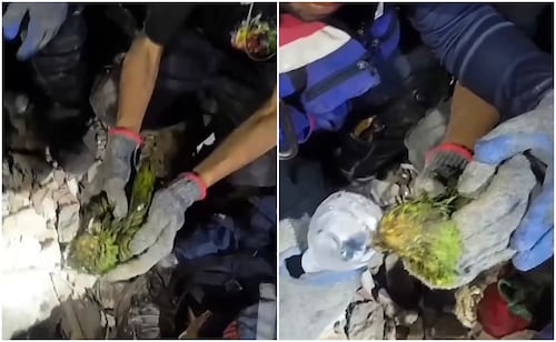Parrot Survives 9 Days Under Rubble in Venezuela; Rescue Moment Goes Viral