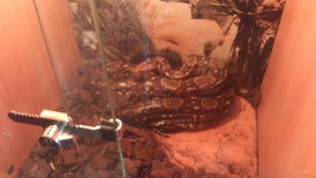 Detienen a sujeto por posesión ilegal de 315 ejemplares de fauna silvestre