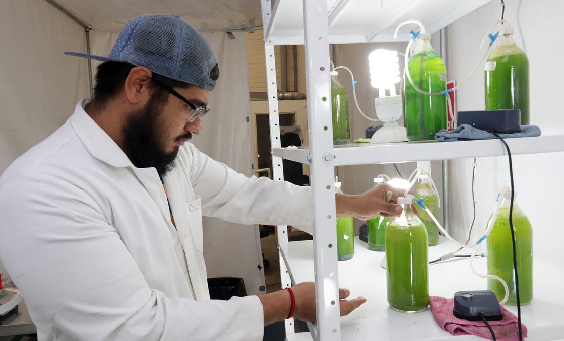 Mexicanos purifican el aire con algas