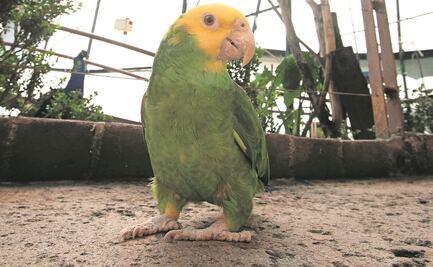 Un santuario para aves rescatadas
