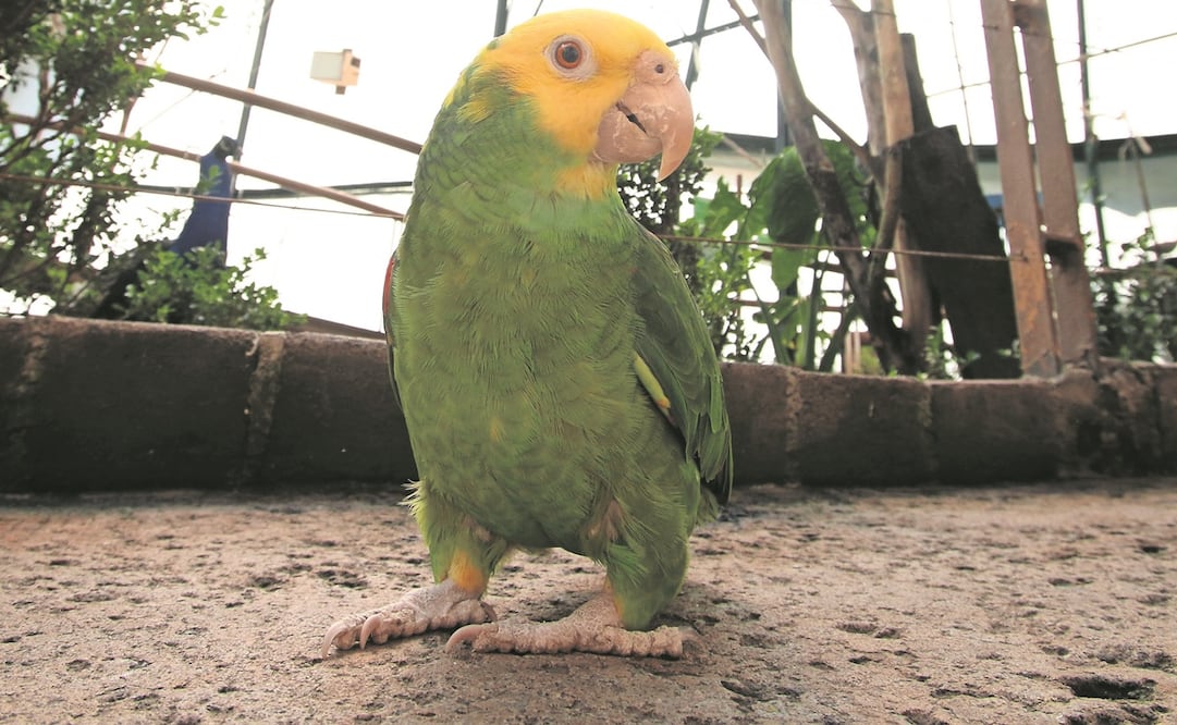 Las aves que llegan al albergue presentan problemas físicos o de comportamiento; por ello, pide especialista no fomentar el comercio ilegal. Foto: Carlos Mejía/ EL UNIVERSAL
