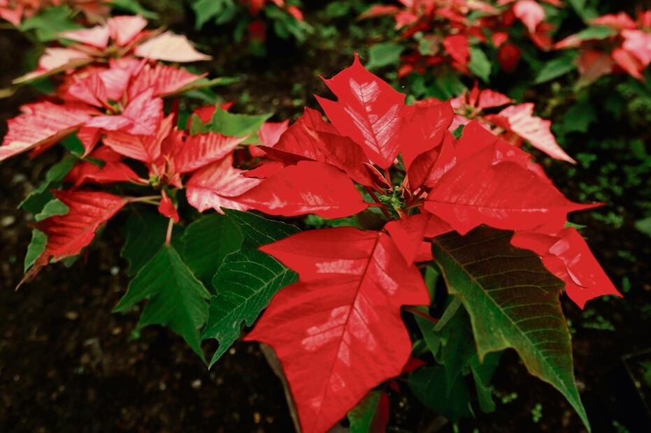 La idea de crear varios tipos de esta planta nació cuando un embajador de EU se llevó varias para modificarlas genéticamente, contó un agricultor. Foto: Alelhí Salgado