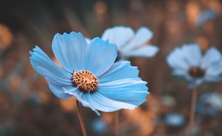 ¿Por qué las mujeres regalan flores azules el 3 de octubre en México?