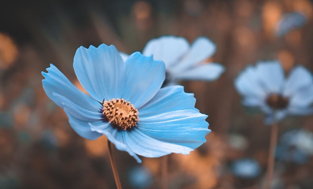 En psicología, el color azul tiene un importante significado. Foto: Unsplash