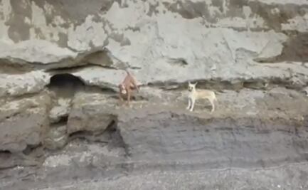 Autoridades analizan rescate seguro de perros atrapados en socavón de Puebla 