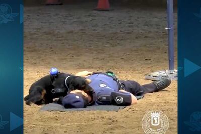 Poncho, el perro policía que salva vidas