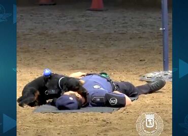 Poncho, el perro policía que salva vidas