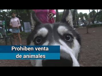 Naucalpan prohíbe comercialización de perros y gatos