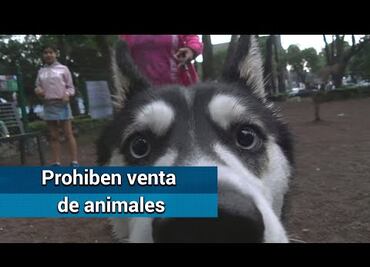 Naucalpan prohíbe comercialización de perros y gatos