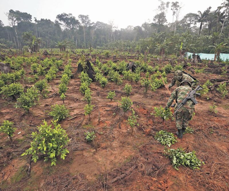 Soldados cortan plantíos de hoja de coca en San José del Guaviare, Colombia. FERNANDO VERGARA. AP