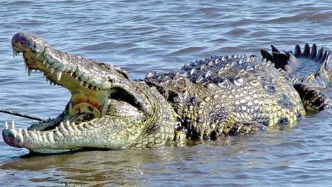 Escapan 2 cocodrilos por inundaciones en Michoacán
