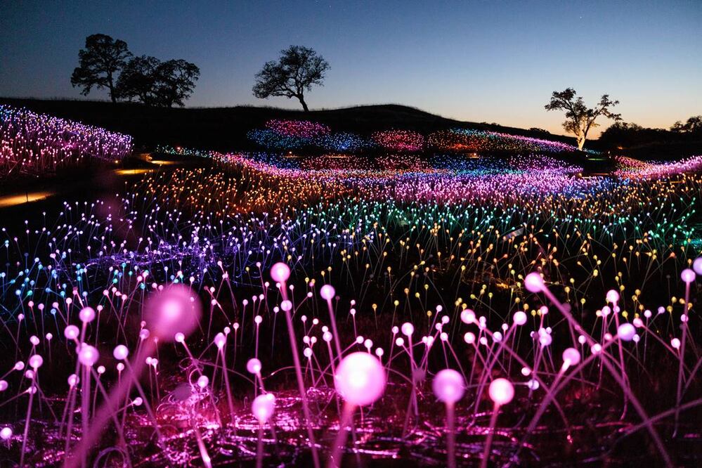 Foto: Sensorio Field of Lights