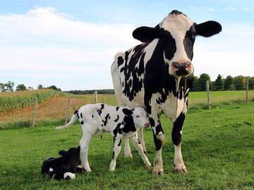 Del rancho a tu mesa: lo que hay detrás de un vaso de leche de vaca