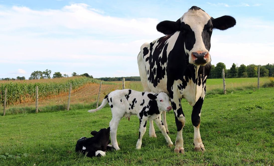 Del rancho a tu mesa, la leche de vaca tiene mucho que contar: iStock