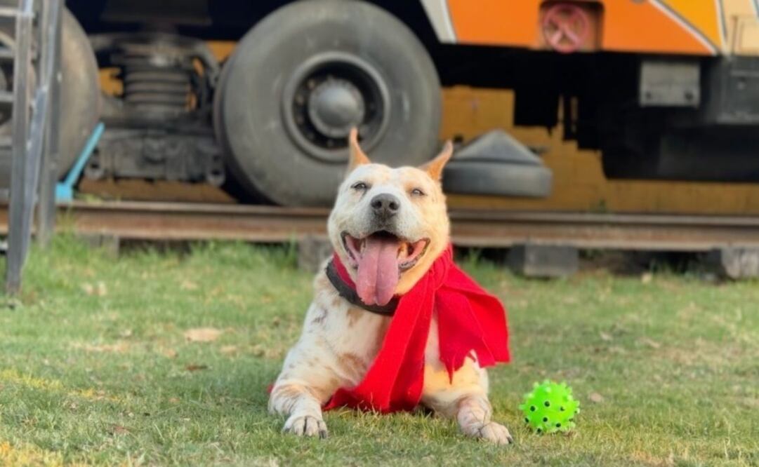 Perritos rescatados del Metro ayudan a los Reyes Magos a recibir cartas (04/12/2025). Foto: Especial