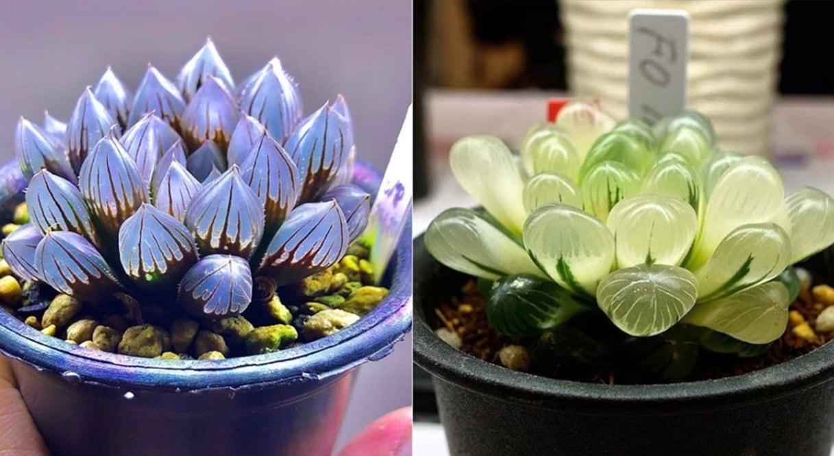 Una especie que parece de plástico pero es totalmente natural / Foto: Instagram @plantsoffice @ flowers.cactus