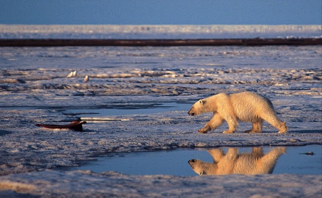 This is an undated handout photo of a polar bear taken in the Artic National Wildlife Refuge - Photo: Subhankar Banerjee/AP