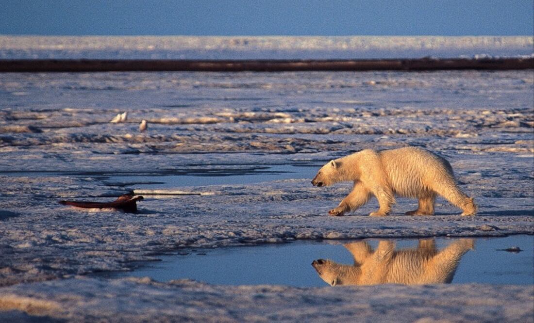 This is an undated handout photo of a polar bear taken in the Artic National Wildlife Refuge - Photo: Subhankar Banerjee/AP