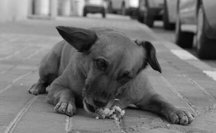 Cuántos años vive un perro callejero en promedio