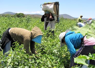 Consejo Nacional Agropecuario prevé proponer al gobierno plan en pro de jornaleros