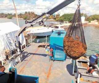 Descartan niveles preocupantes de sargazo