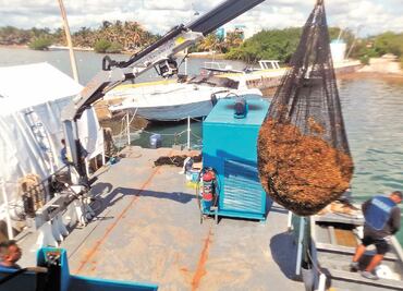 Descartan niveles preocupantes de sargazo